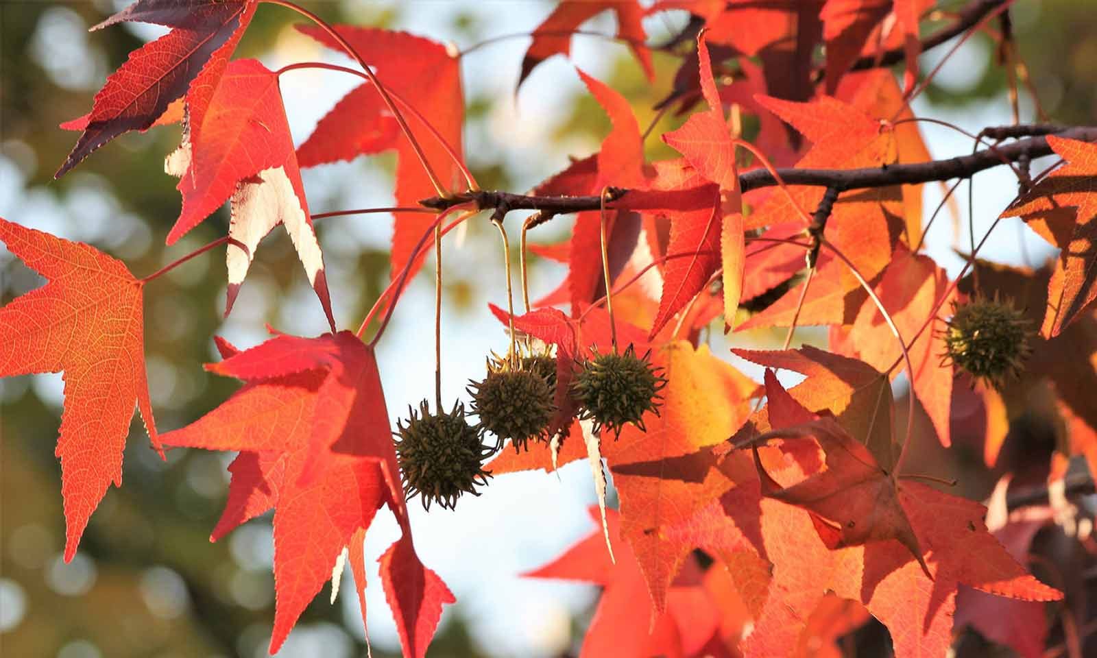 So verschönern Spalierbäume Ihren Garten: Tipps und Inspirationen
