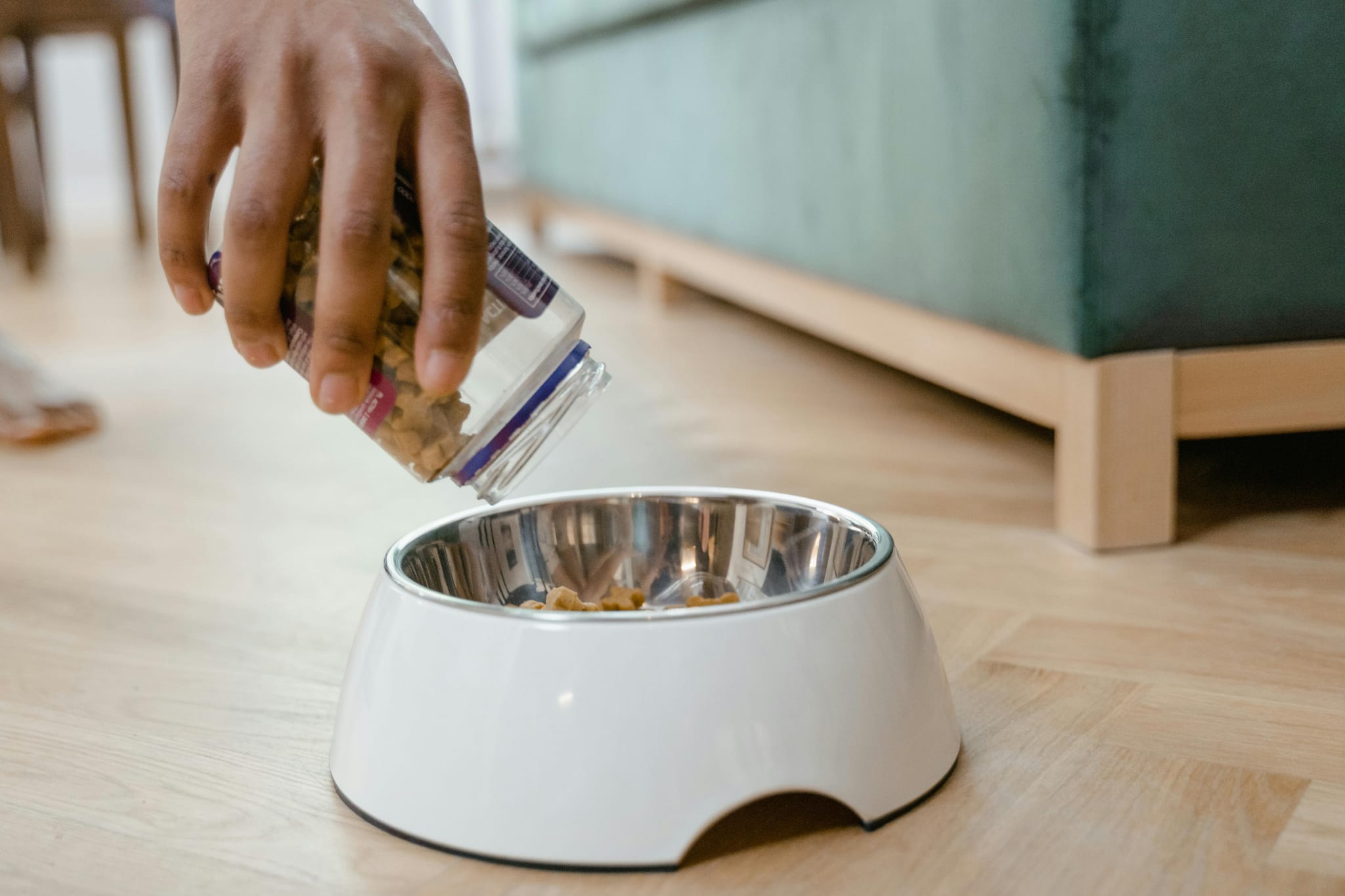 ollie dog food complaints