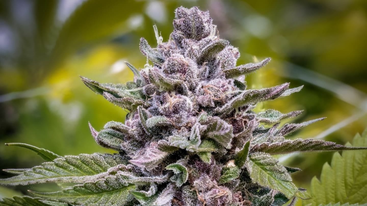 Cannabisgenetik und Marihuanasamen: Was du wissen solltest