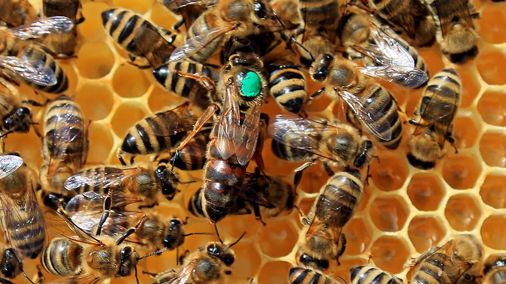 Bienenprodukte als Kosmetikwunder: Natürliche Schönheitspflege für Haut und Haar