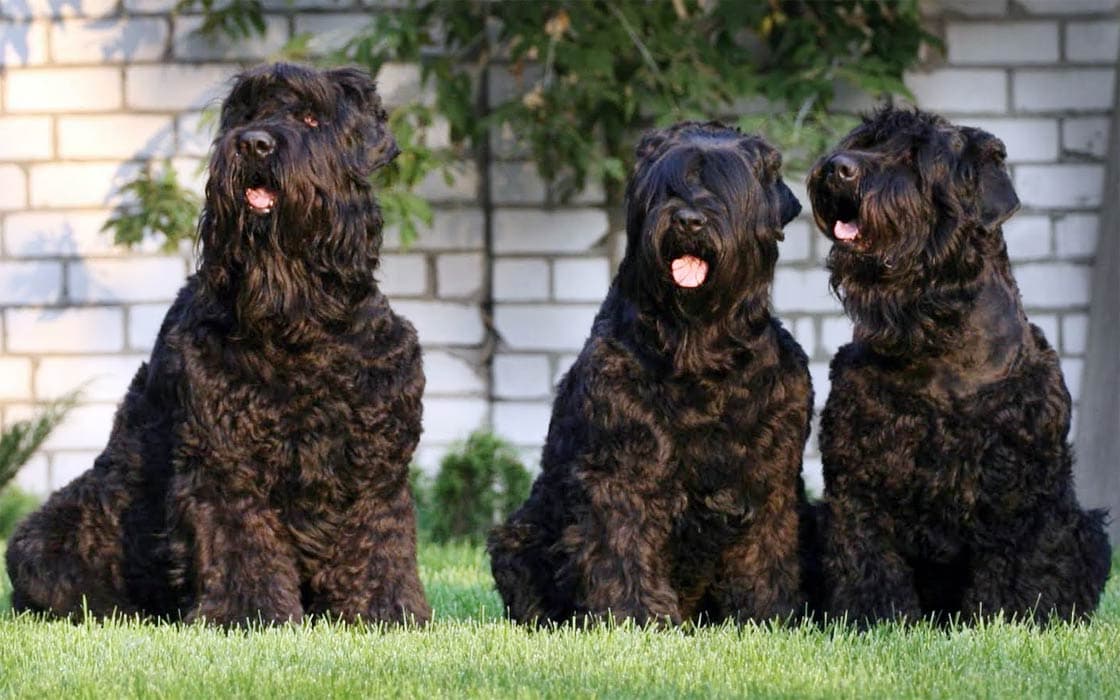 Pflege und Haltung des Schwarzer Russischer Terriers: Tipps für Hundehalter