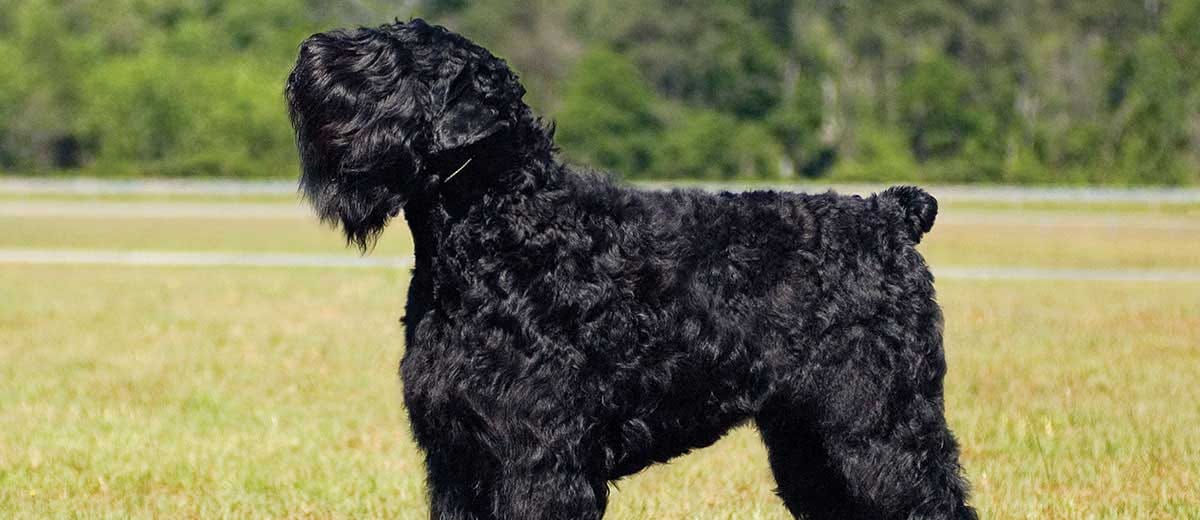 Von flauschig bis beeindruckend: Die Wachstumsphasen von Welpen des Schwarzen Russischen Terriers