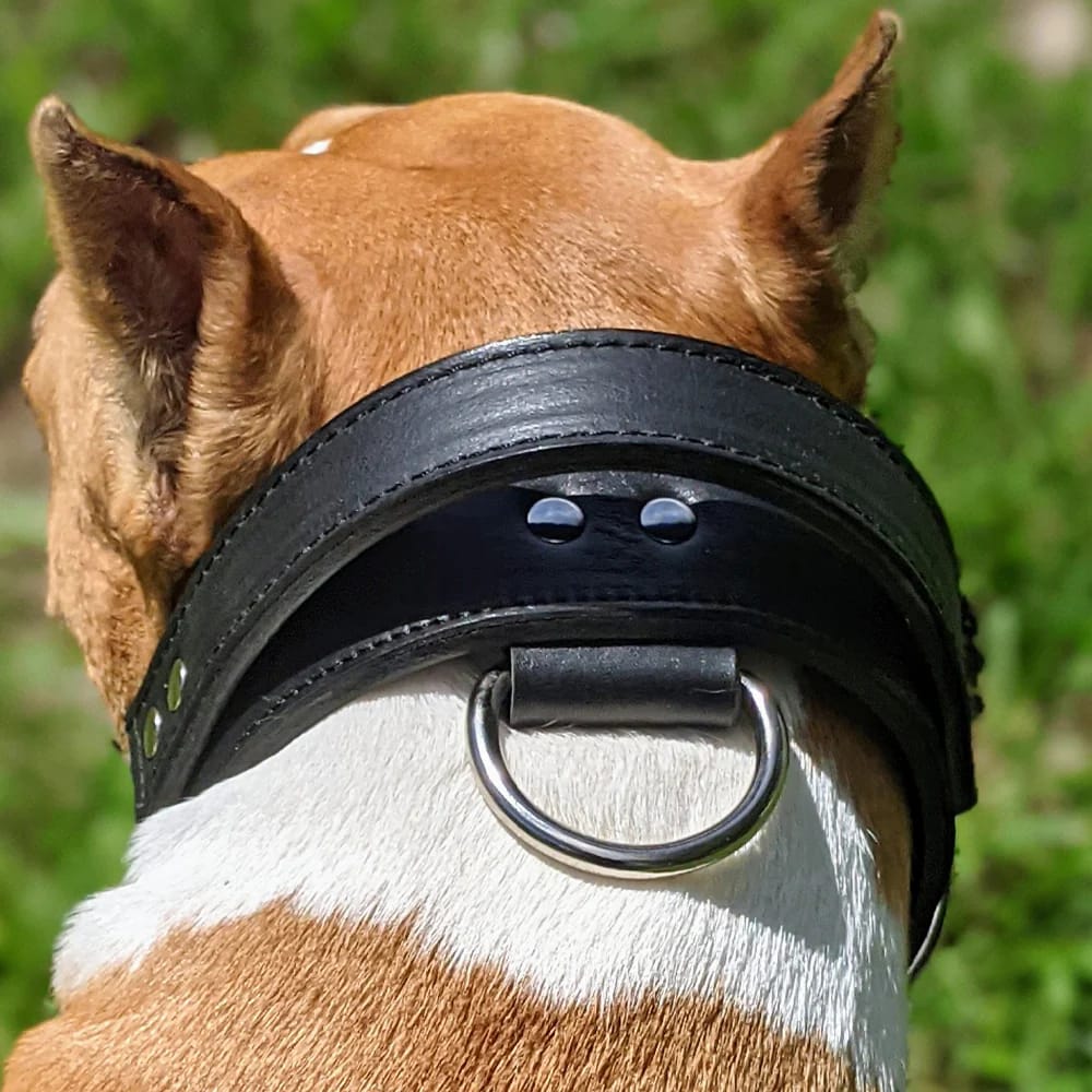 Hundehalsband mit Griff im Test: Was wirklich zählt