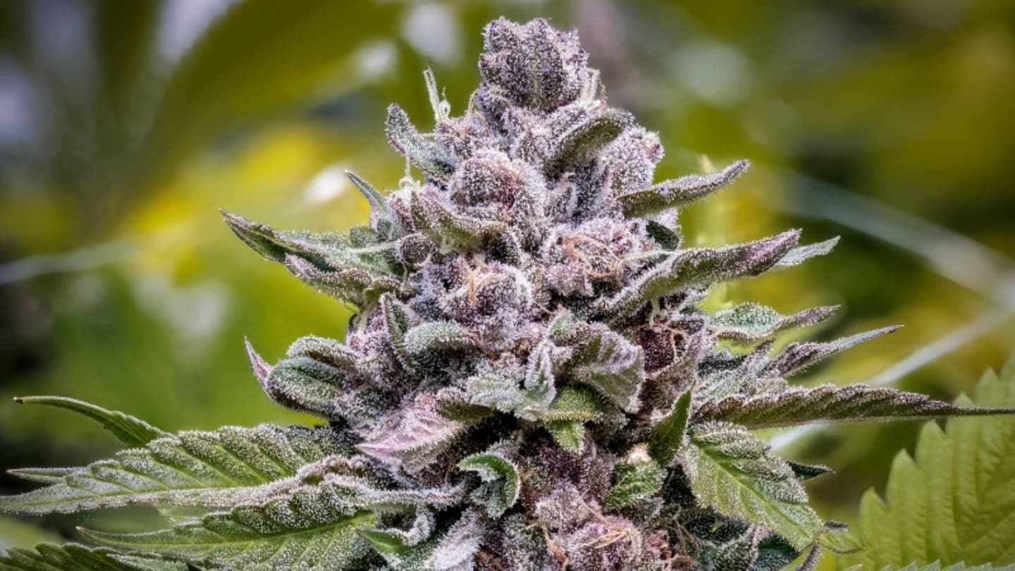 Cannabisgenetik und Marihuanasamen: Was du wissen solltest
