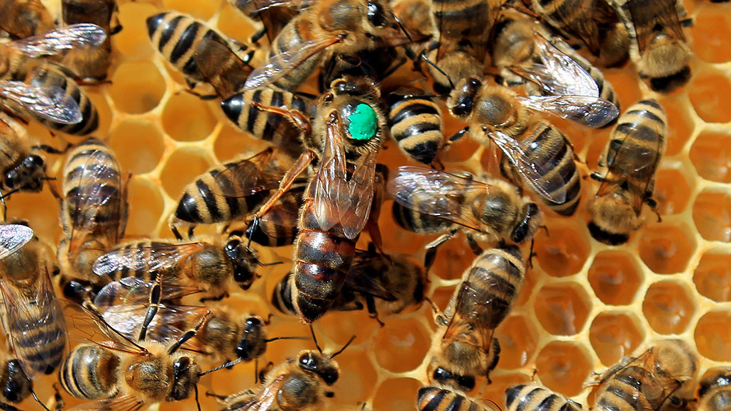 Bienenprodukte als Kosmetikwunder: Natürliche Schönheitspflege für Haut und Haar