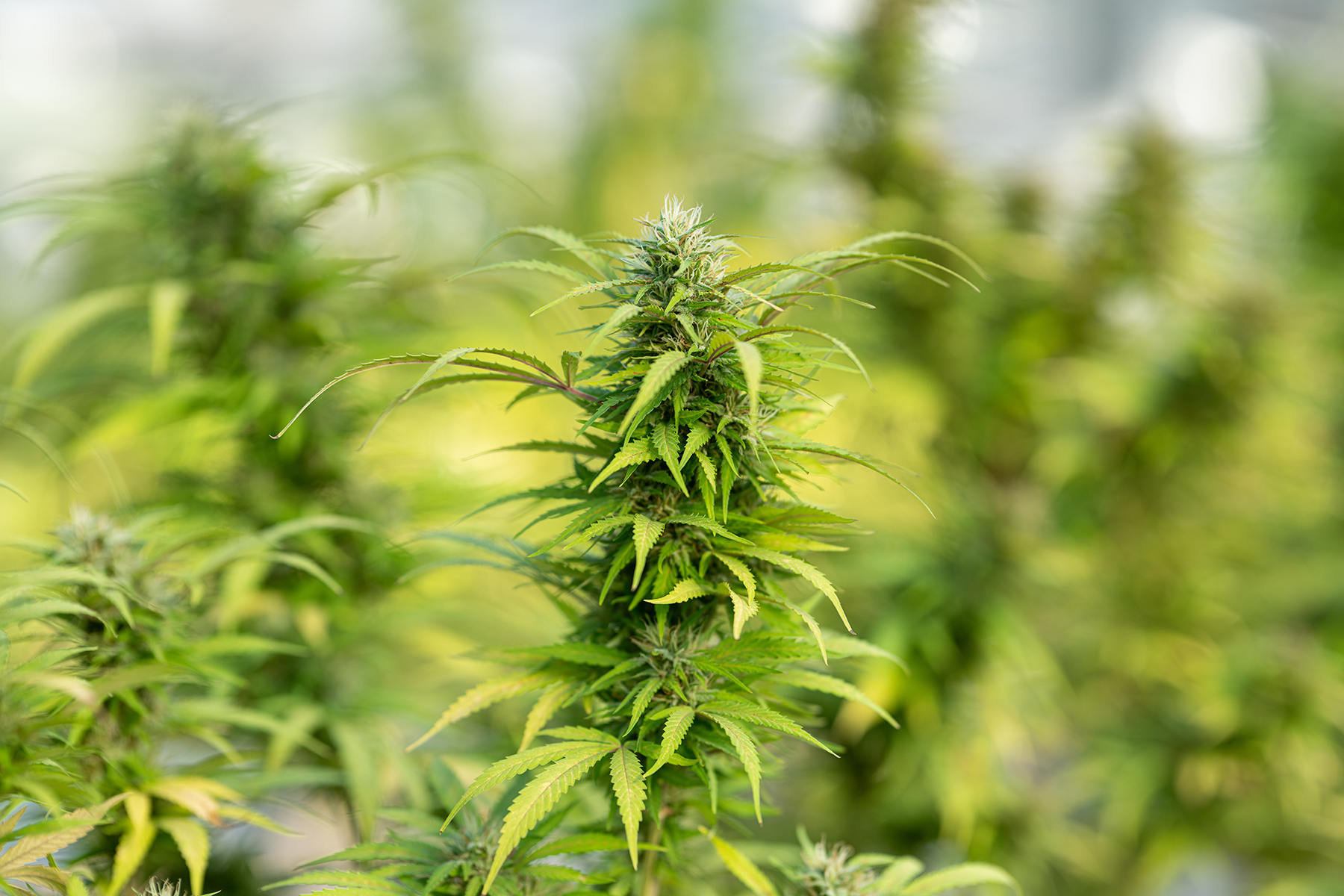 Die besten THCA Blüten auf dem Markt: Unsere Top-Empfehlungen