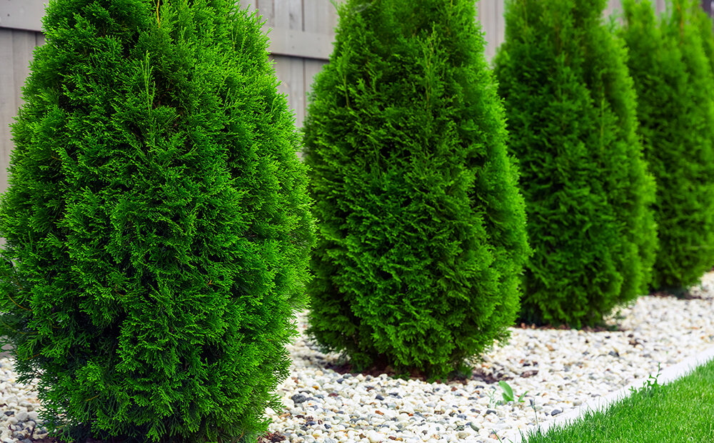Immergrüne Bäume für jeden Garten: Tipps zur Auswahl der besten Sorten