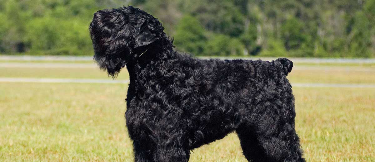 Von flauschig bis beeindruckend: Die Wachstumsphasen von Welpen des Schwarzen Russischen Terriers