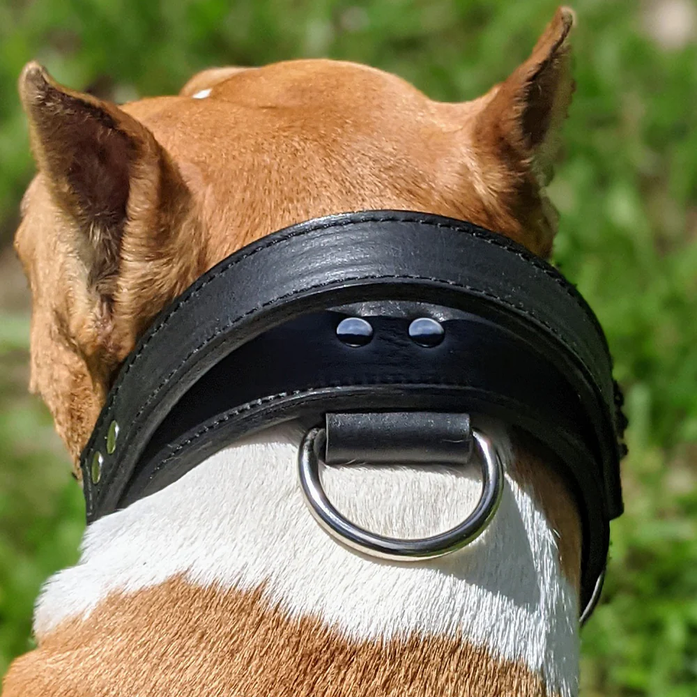Hundehalsband mit Griff im Test: Was wirklich zählt
