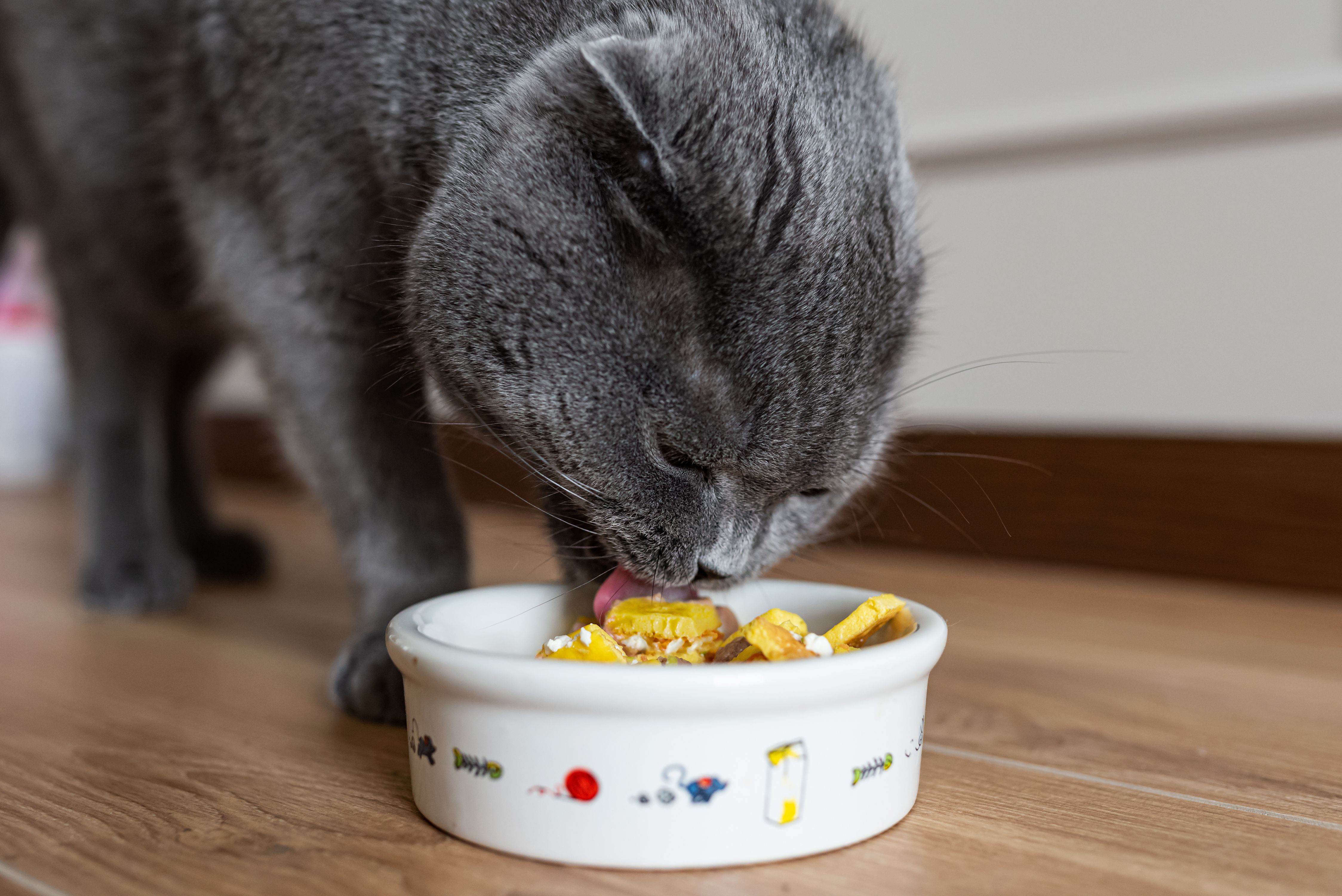 Katzenfutter mit Herz: Liebevoll zubereitetes Catfood