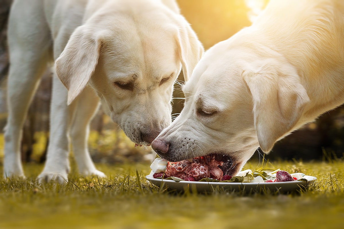 Hundefutter selbst gemacht: Frische Zutaten für gesunde Hunde