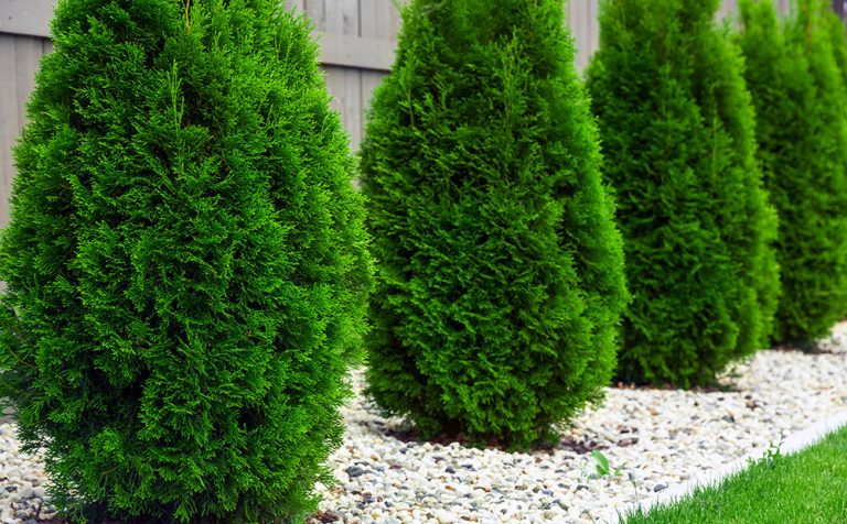 benefits-evergreens-thuja-hedge-privacy-indianapolis