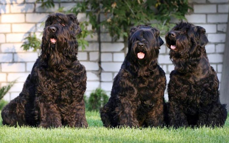 Black Russian Terrier