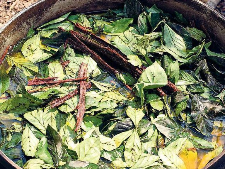 heprod-images-fotos-8-7-1-20171007-ayahuasca-1413-1-20171006154426360