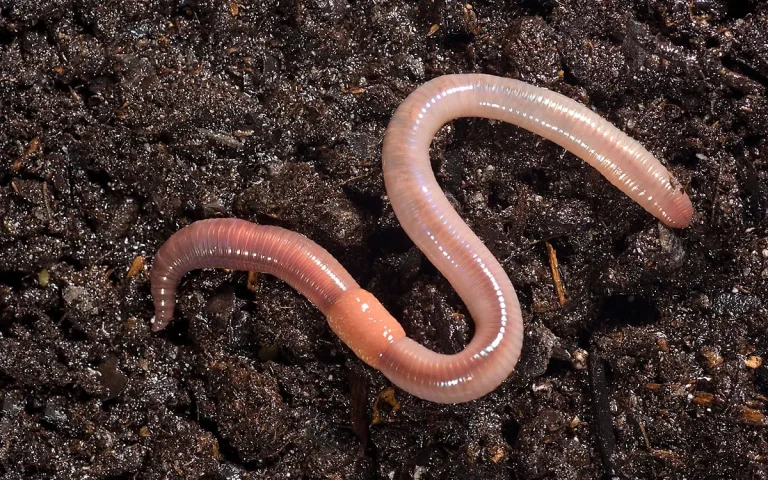 regenwurm_regenwurm_phil-degginger-alamy-stock-foto-b1w6kb